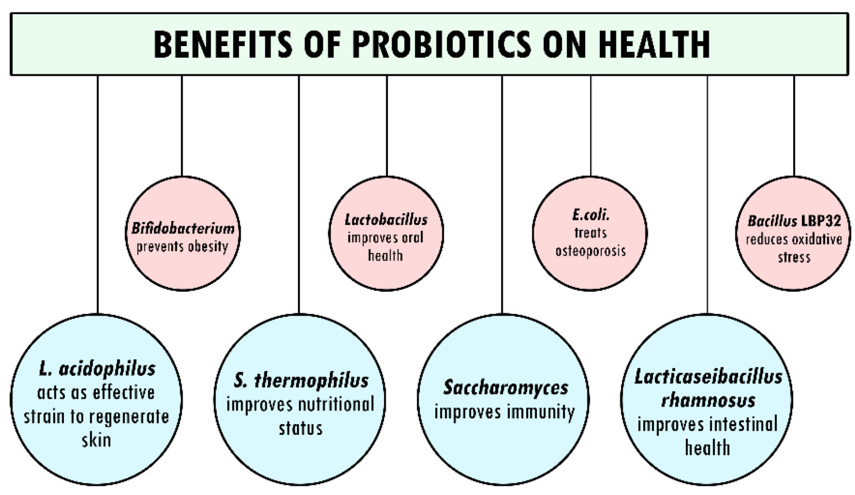 Gut health and the importance of probiotics